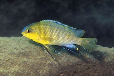 Tropheops sp. 'maleri yellow' Namalenje Island